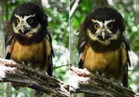 Coruja-murucututu é reintegrada à natureza em reserva na Bahia