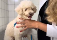 Descubra como o mosquito da dengue também pode afetar o seu cachorro