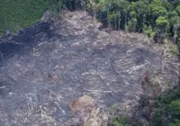 Desmatamento na Amazônia tem queda de 21,8% e no Pantanal, de 9,2%
