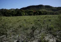 Desmatamento no Cerrado cai 48% em janeiro, mostra instituto