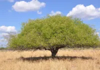 Emergência na Caatinga