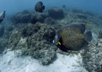 Especialistas vão discutir impactos da gestão costeira na Bahia