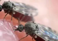 Febre do Oropouche: conheça a doença que tem preocupado autoridades