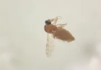 Febre do Oropouche: entenda origem, sintomas e tratamento