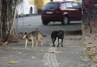 Feto é encontrado dentro de sacola após ser carregado por cachorro