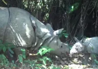 Filhote de rinoceronte-de-java, ameaçado de extinção, é avistado