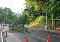 Galhos de árvore caem na Avenida Garibaldi e trânsito fica lento