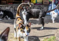 Gatos de Colônia em Piatã serão realocados para a ONG Doce Lar
