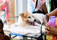 HPVet realiza mais de 160 atendimentos no 1º dia de funcionamento