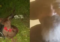 Homem e cavalo morrem atropelados ao voltarem de cavalgada