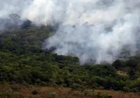 Ibama cria plataforma para acompanhar recuperação ambiental