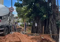 Intervenção ameaça árvores centenárias no Dique do Tororó