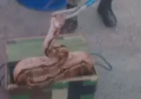Jiboia é resgatada pela PM em bairro de Salvador; veja vídeo