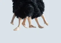 Lanussi Pasquali faz exposição individual com obras inéditas