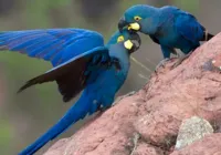 MPF denuncia duas ucranianas por contrabando de ave raríssima na Bahia