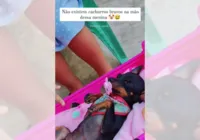 Menina coloca pinscher para dormir com canção de ninar e viraliza
