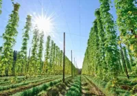 Mercado de bioinsumos registrou valorização nos últimos seis anos