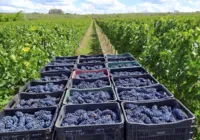 Morro do Chapéu ganha título de Capital do Vinho da Chapada Diamantina