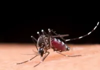 Mosquito da dengue pode picar por cima da roupa, revela estudo