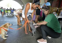 Mutirão vacina cães em Cajazeiras; saiba detalhes