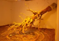 Olhares - A memória das árvores