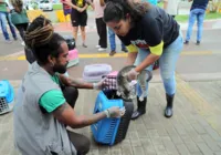 Operação realoca para ONG cerca de 250 gatos da Colônia de Piatã