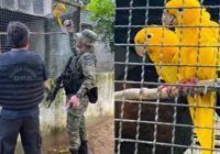 PF apreende mais de 400 aves em combate ao tráfico