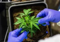 PM e PF desmontam plantação de maconha na Bahia