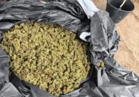 PM prende três suspeitos e erradica 10.000 pés de maconha