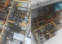 PRF: homens são flagrados tentando transportar pássaros silvestres