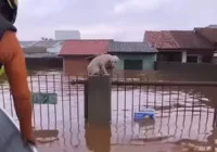 Pelo menos 3,5 mil animais ilhados pela chuva foram resgatados no RS