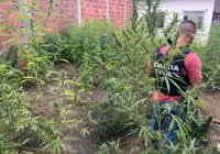 Plantação de maconha é encontrada em Feira de Santana