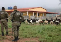 Polícia encontra roça de maconha em sítio usado para criar cabra; veja