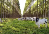 Primeiro trimestre de 2024 bate recorde para o agronegócio