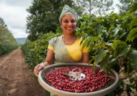 Produção de café avança na Bahia com variedade de espécies