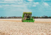Produção de grãos no oeste baiano representa 89% do montante estadual