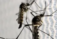 Quase 4 bilhões de pessoas correm risco de infecção pelo Aedes
