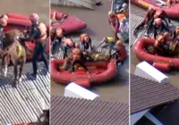 Resgate de cavalo atendeu clamor da população, diz bombeiro