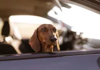 Saiba como vai funcionar a nova modalidade Uber Pet