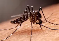 Sesab confirma mortes por dengue em Feira e Vitória da Conquista