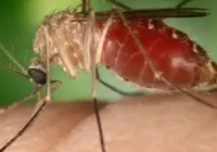 Sobe para 95 o número de casos da Febre do Oropouche na Bahia