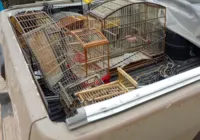 Suspeitos são presos em Seabra com 17 aves silvestres para vender