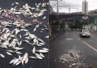 Torcedores do Vitória despejam sardinhas na ladeira da Fonte Nova
