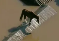 Vídeo: Cavalo fica ilhado em telhado de casa no RS