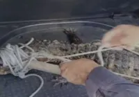 Vídeo: Jacaré é encontrado na praia da Pituba