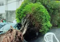 Vídeo: árvore cai e atinge vários carros no bairro de Amaralina