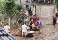 Vídeo: carne de boi é furtada após caminhão tombar na Bahia