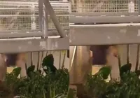 Vídeo: casal é flagrado fazendo sexo em passarela do Iguatemi