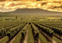 Vinho incentiva turismo e impulsiona economia na Chapada Diamantina