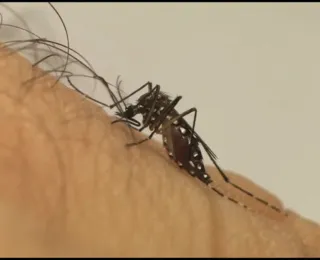 38 municípios na Bahia estão em estado de epidemia por dengue